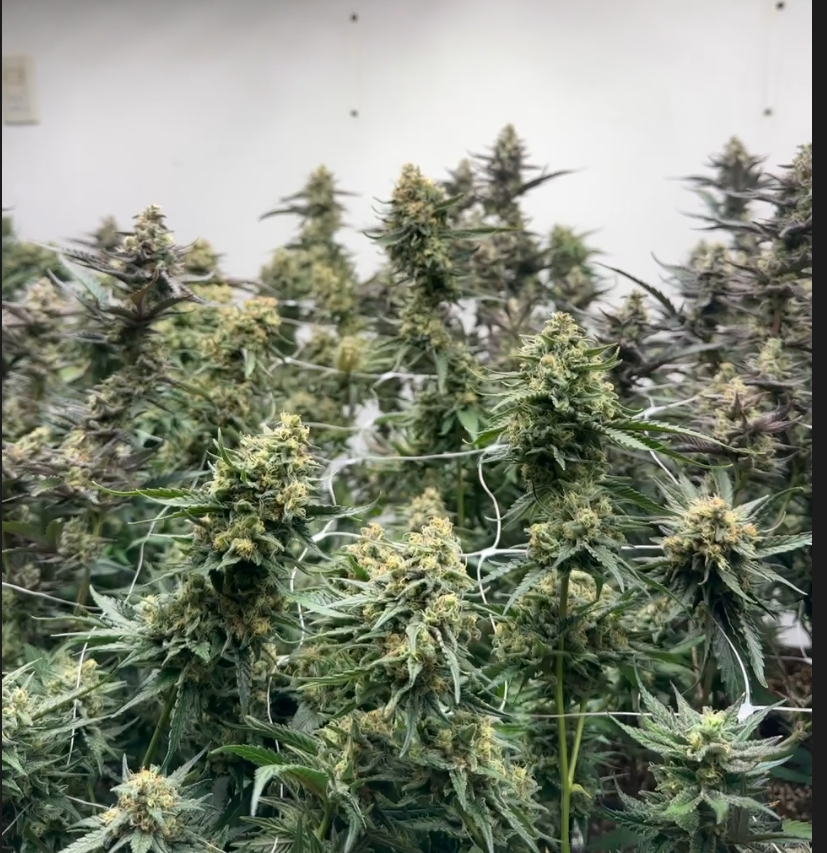 Mimosa - variedad cítrica con limón y frutas tropicales